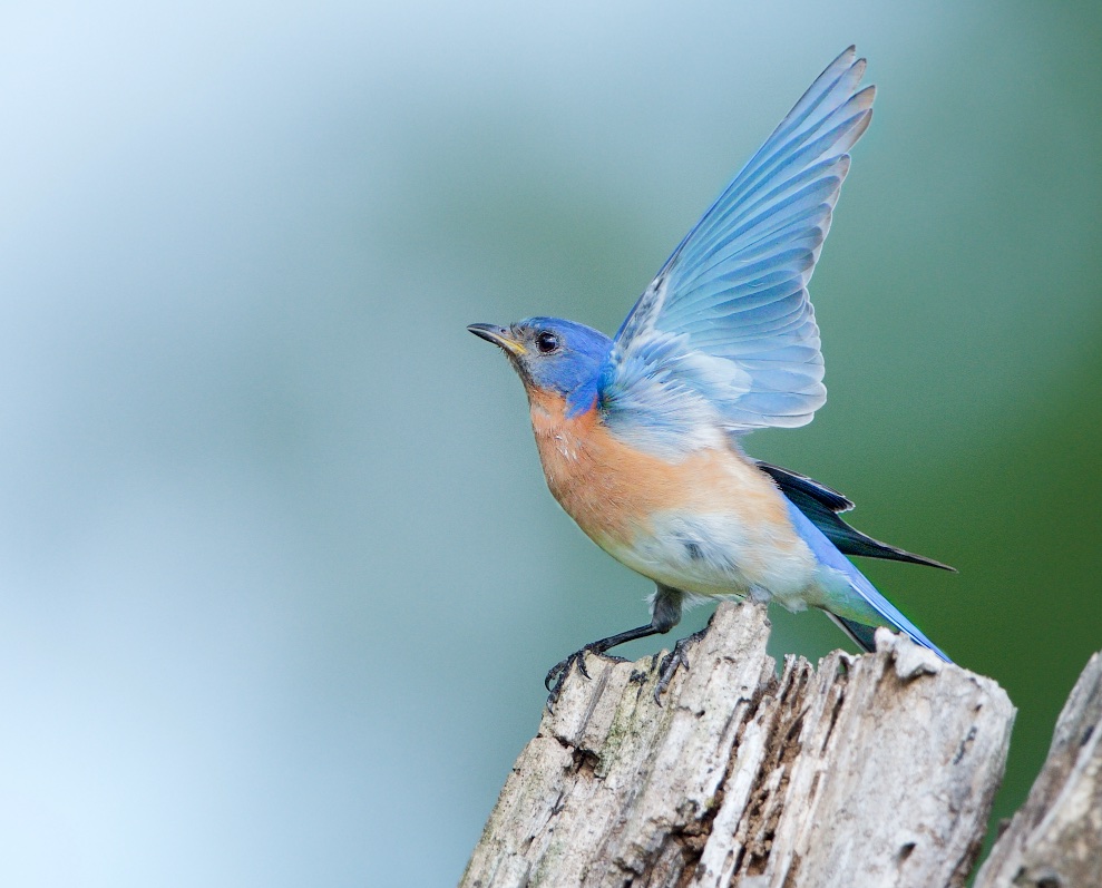 Bluebird and Beautiful Wing