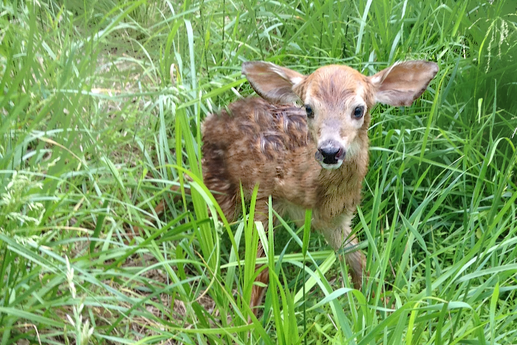 Brand, Spankin New Baby Fawn