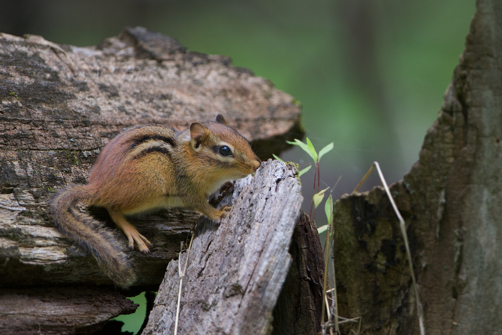 Here’s Who Showed Up in Valley Forge Today