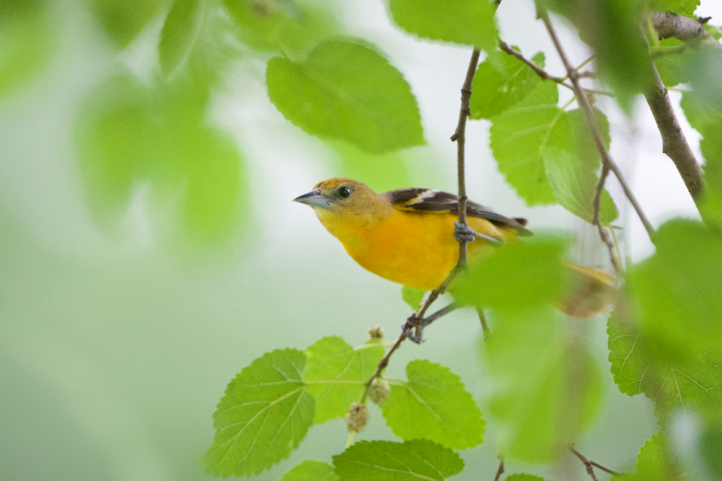 Momma Orchard Oriole in the Rain at Valley Forge