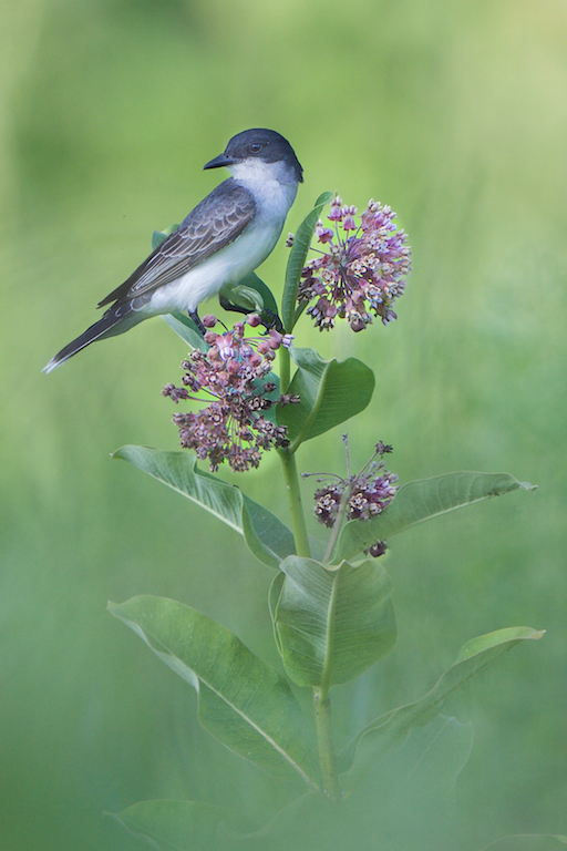 Eastern Kingbird on a Milkweed