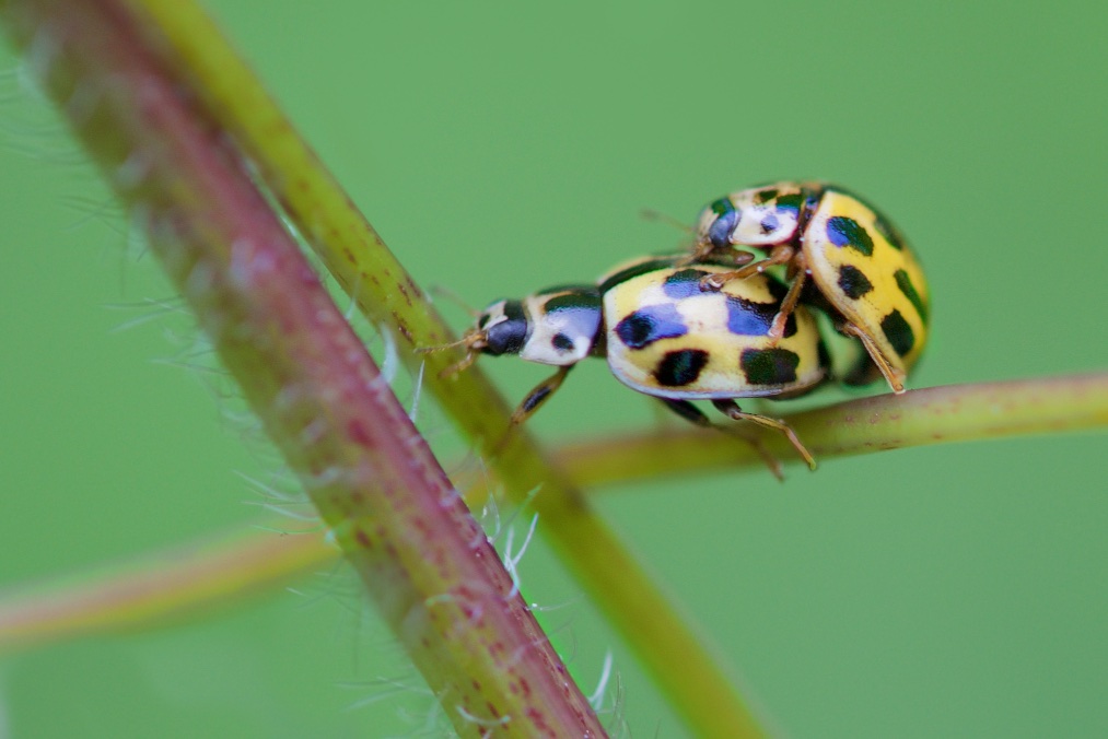 Love at the Crossroads