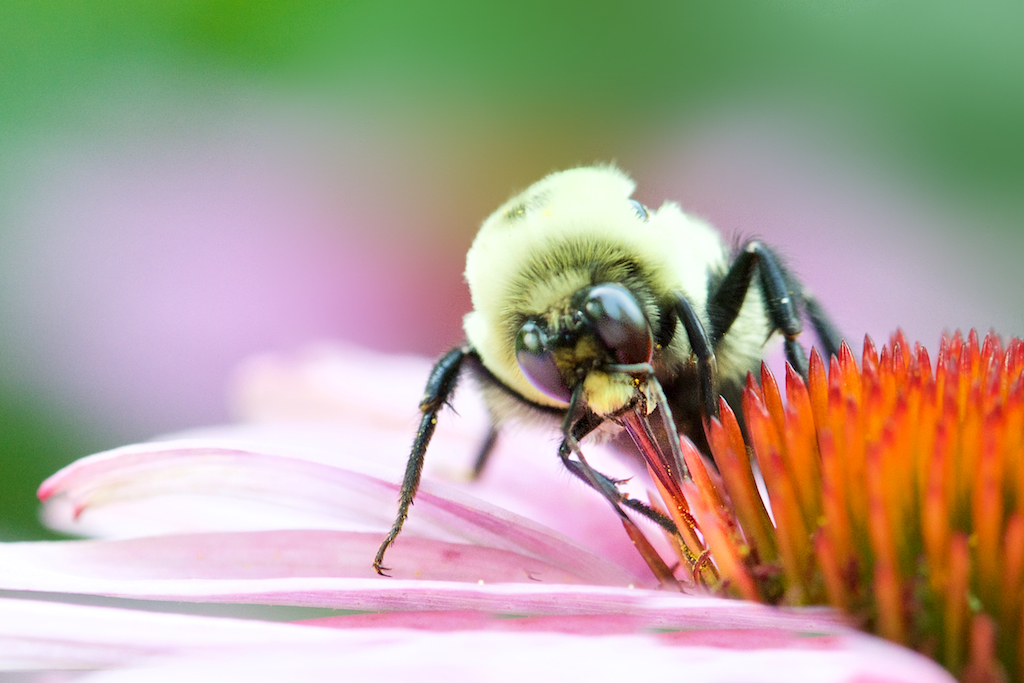 Bumble Bee and the Cone Flower