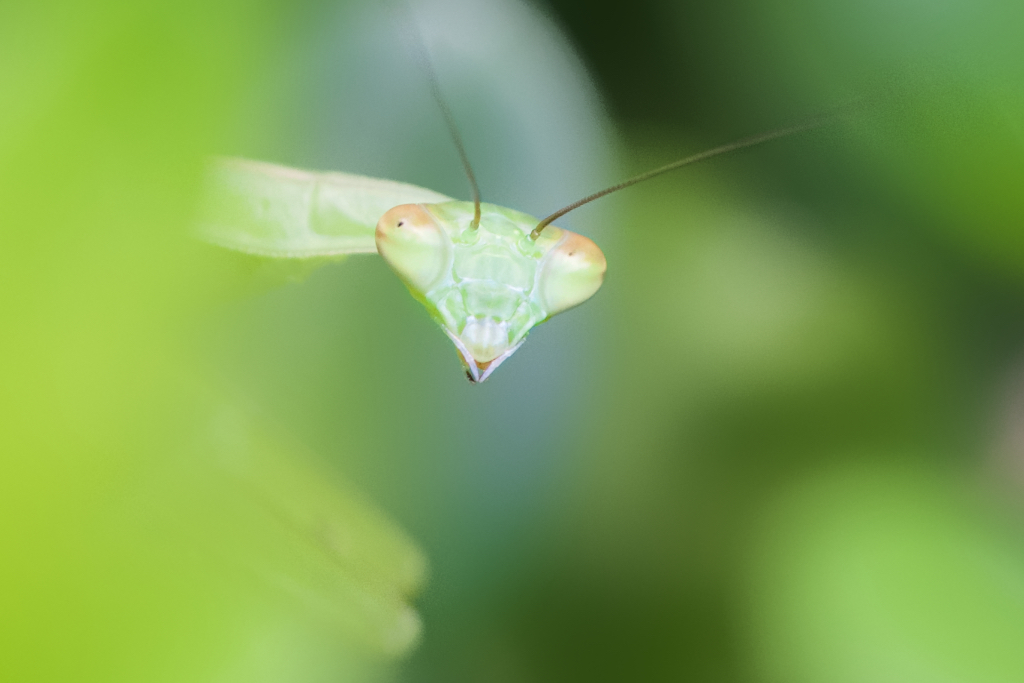 Little Friend in the Garden
