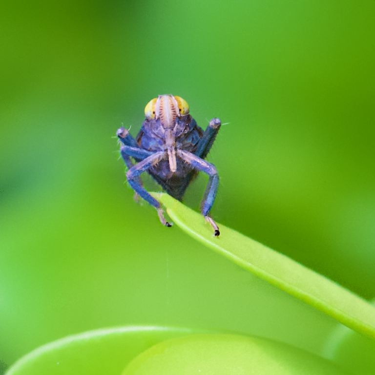Leaf Hopper with Gas Mask