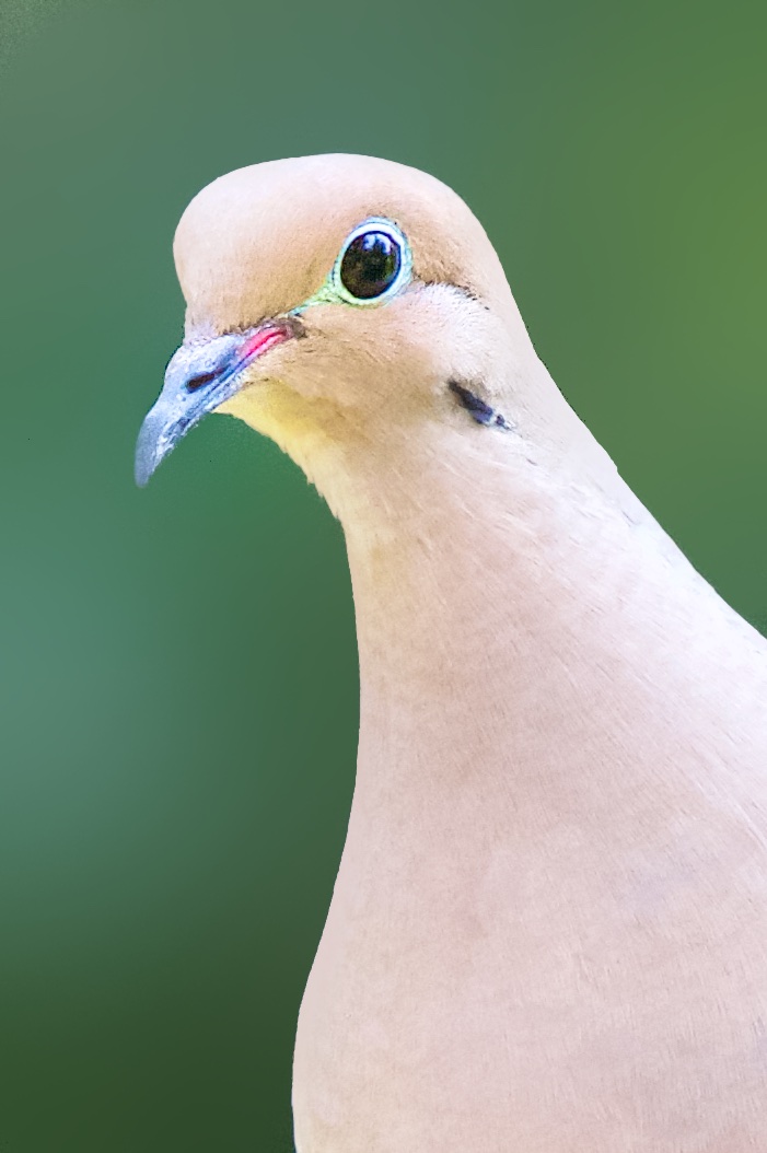 The Mourning Dove