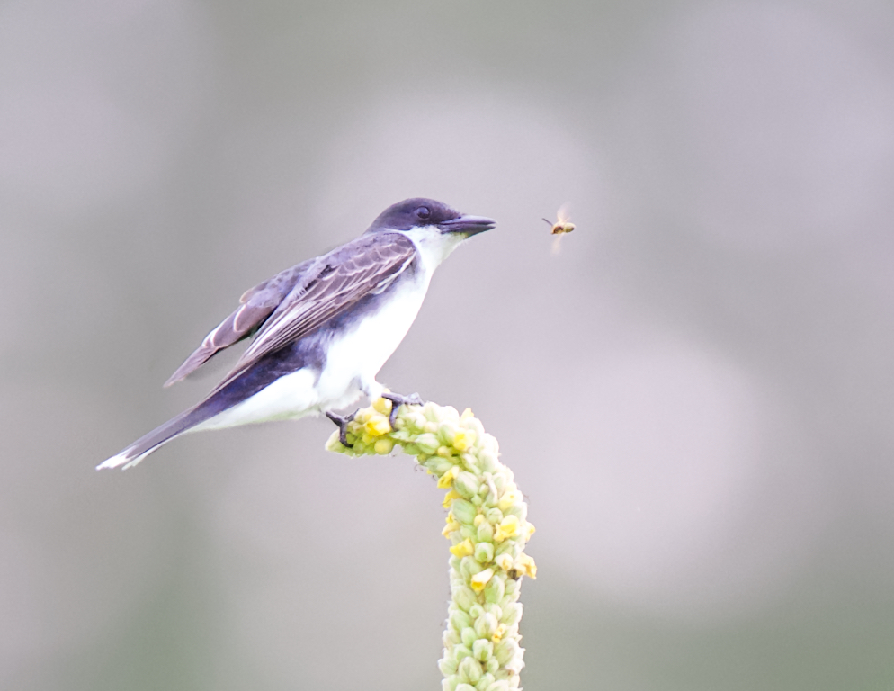 The King Bird and the Yellow Jacket
