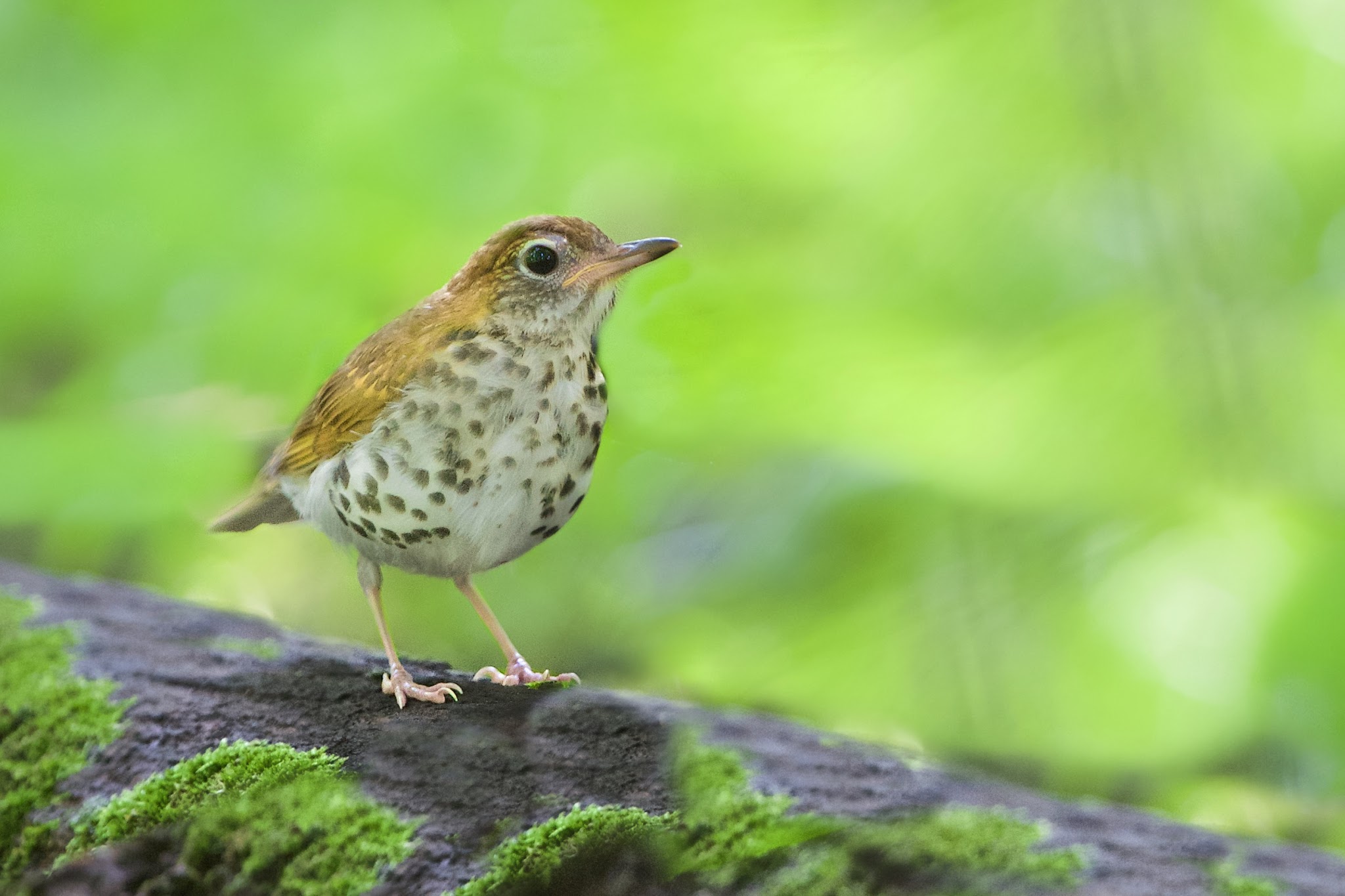 My Little Friend – The Wood Thrush