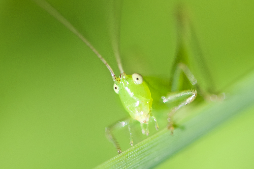 Wide Eyed and Bushy Tailed
