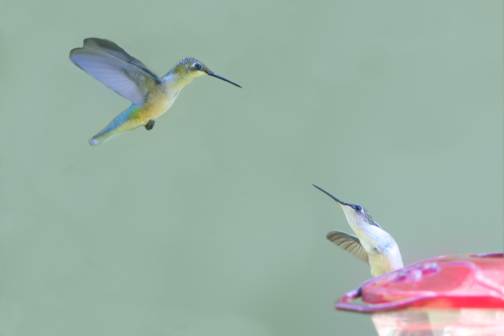 Hummingbirds Humming