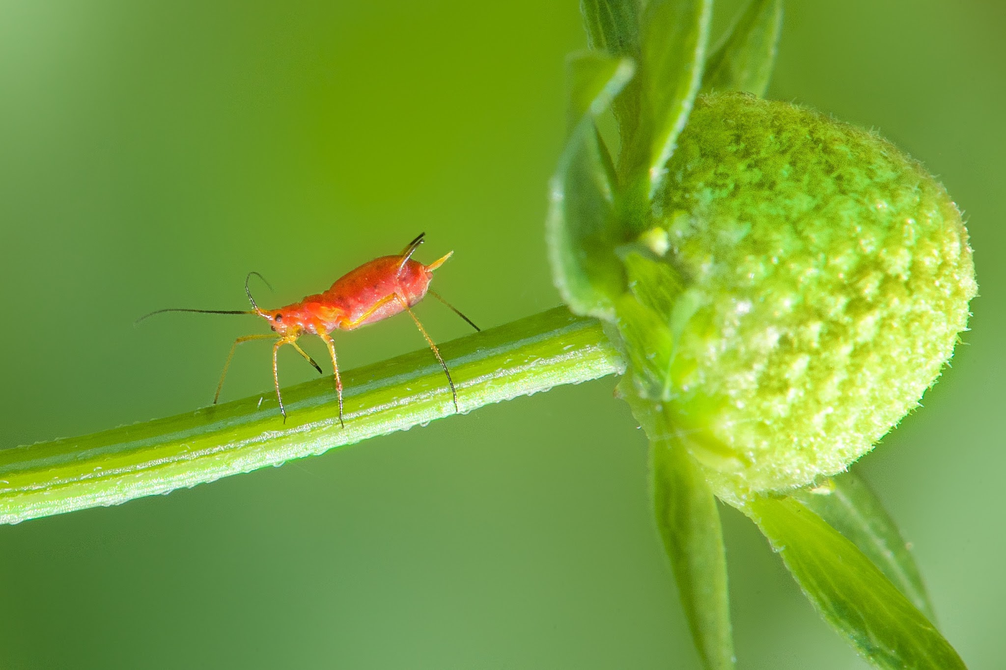 The Aphid and the Bud