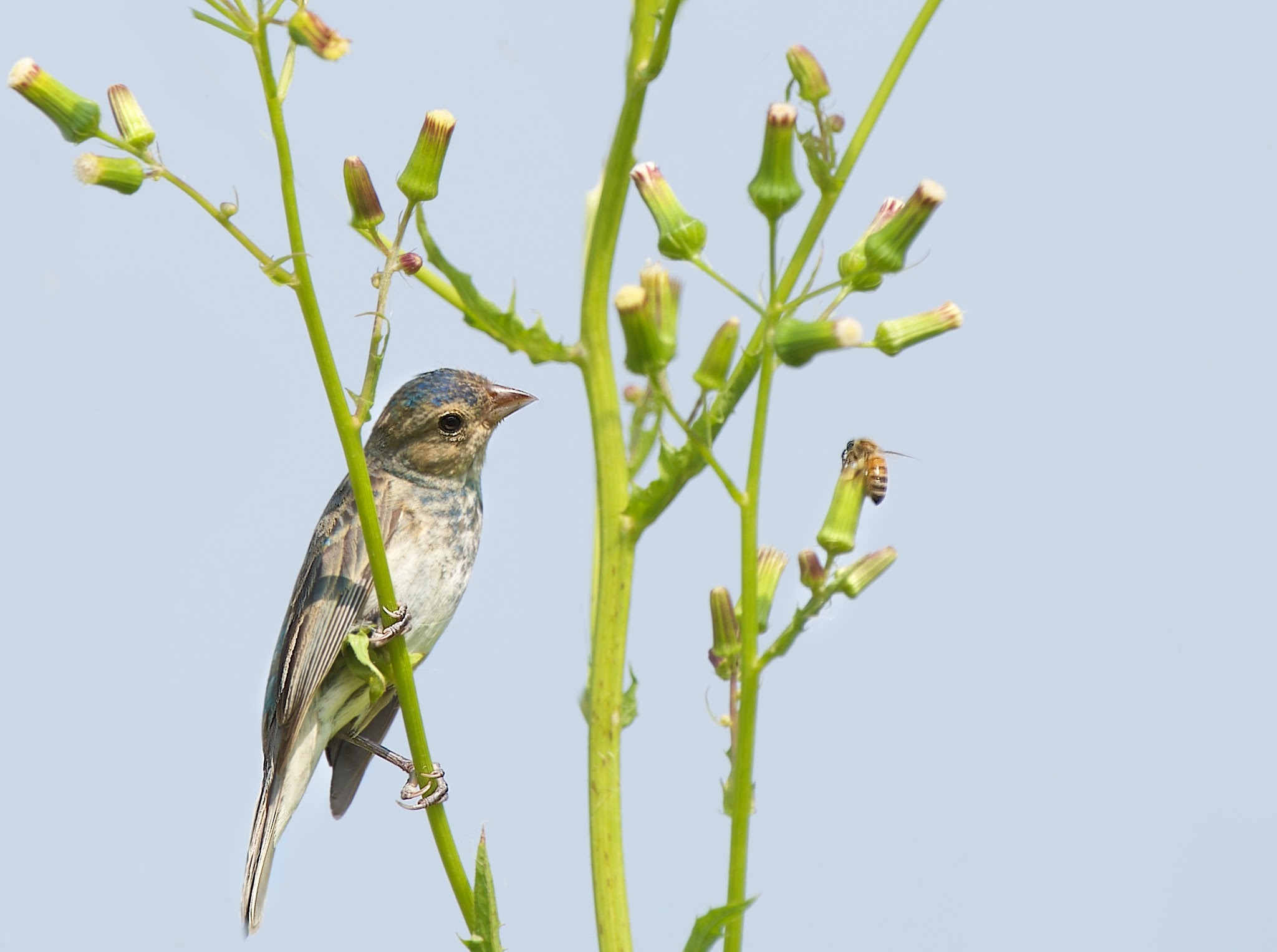 Baby Indigo Bunting Eyeing the Honey Bee