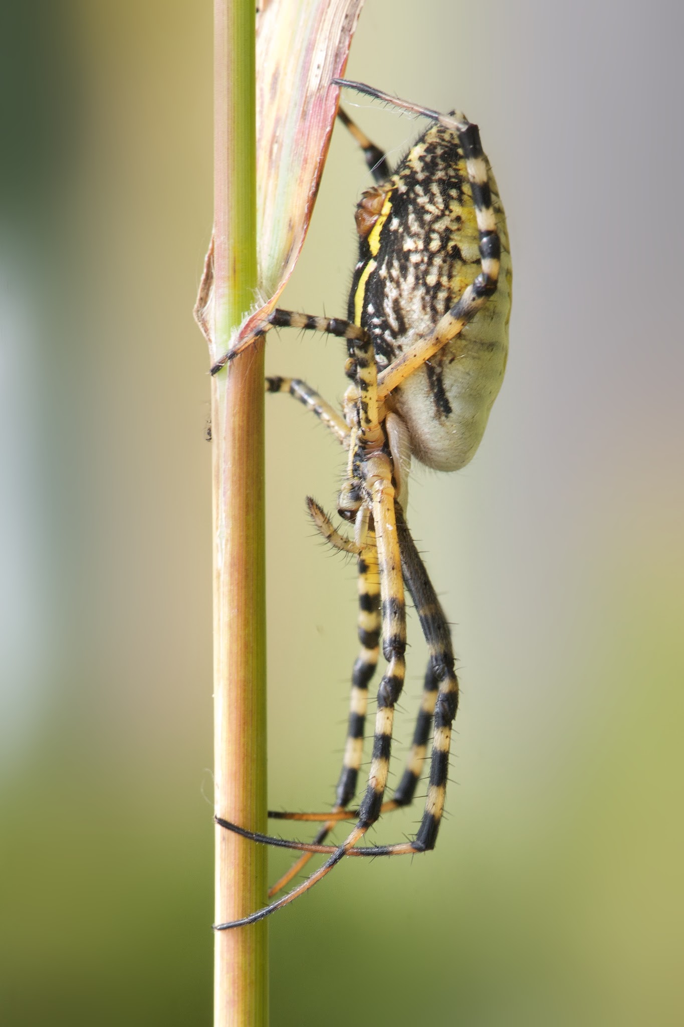 Big Old Black and Yellow Garden Spider
