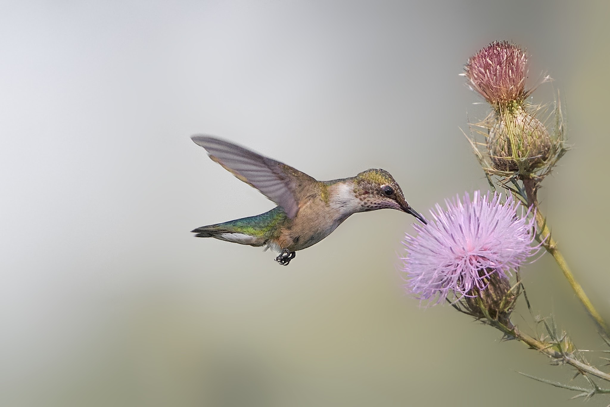 Female Rubythroat Hummingbird – Valley Forge This Morning