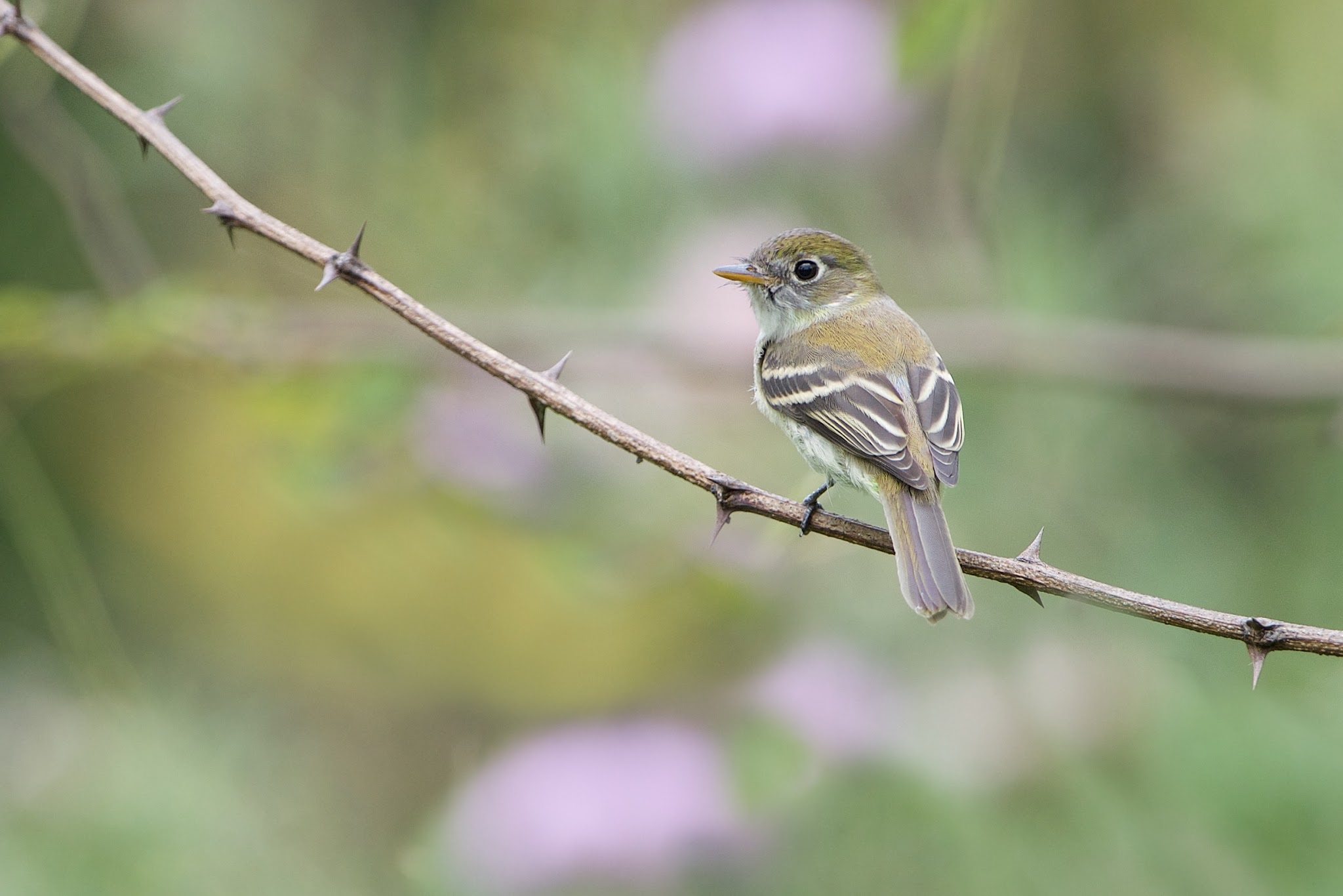 The Little Birdies in Valley Forge Today