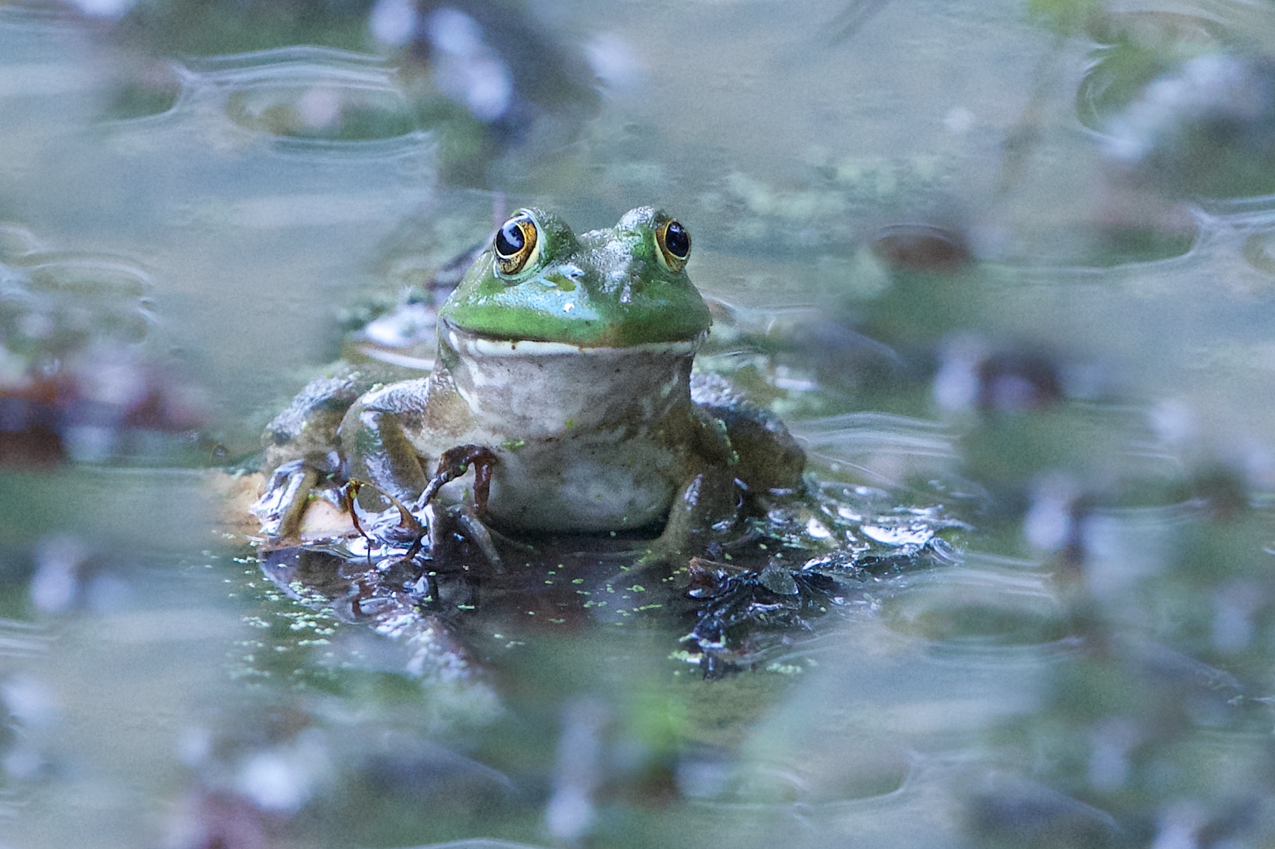 The Magic Frog at Eastern College Pond