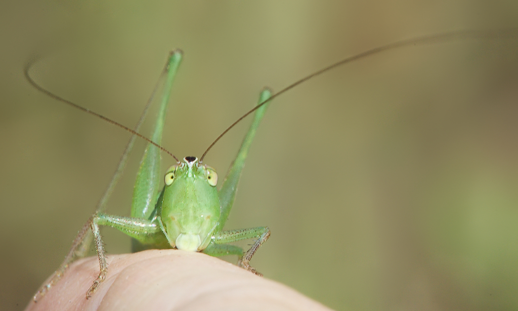 Katydid on My Finger