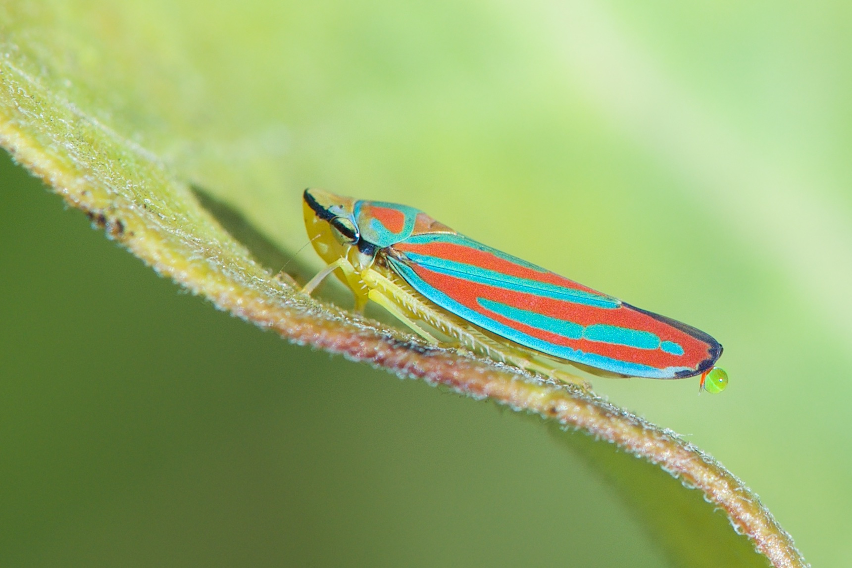 Red Banded Leafhopper with a Drop of Honeydew