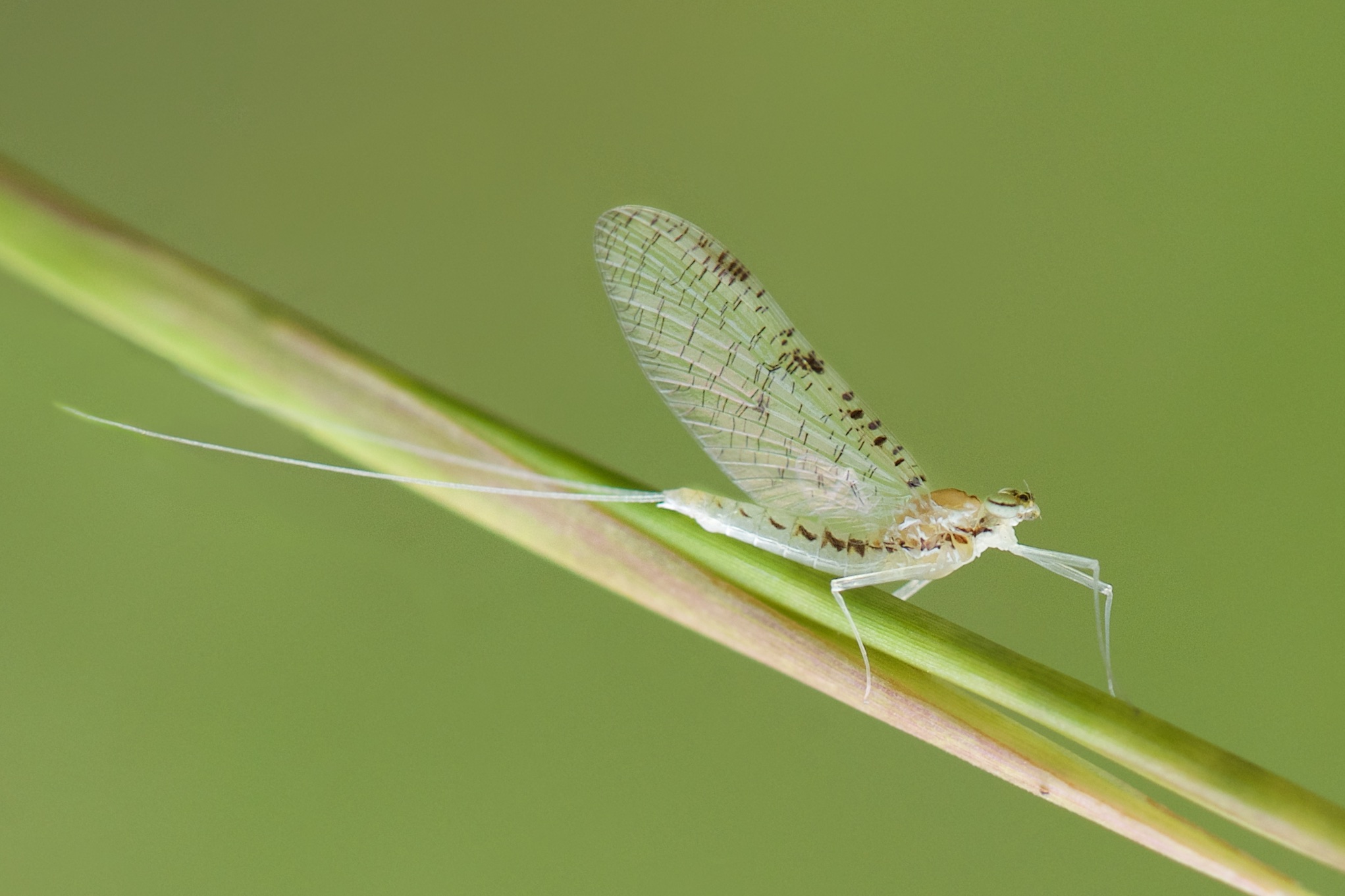 The May Fly in the Field in Valley Forge