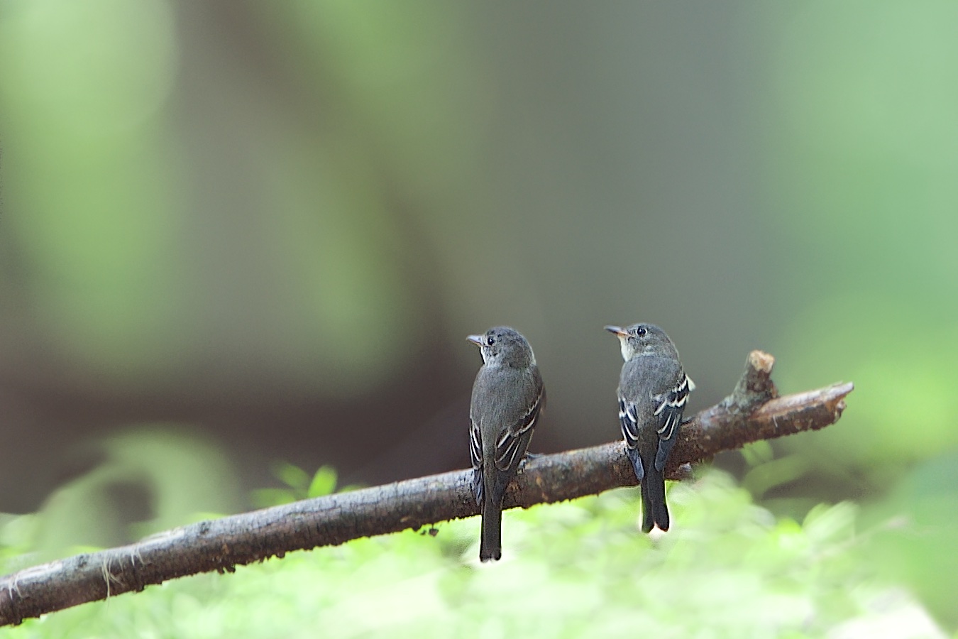 Two Little Peewees Sitting on a Log