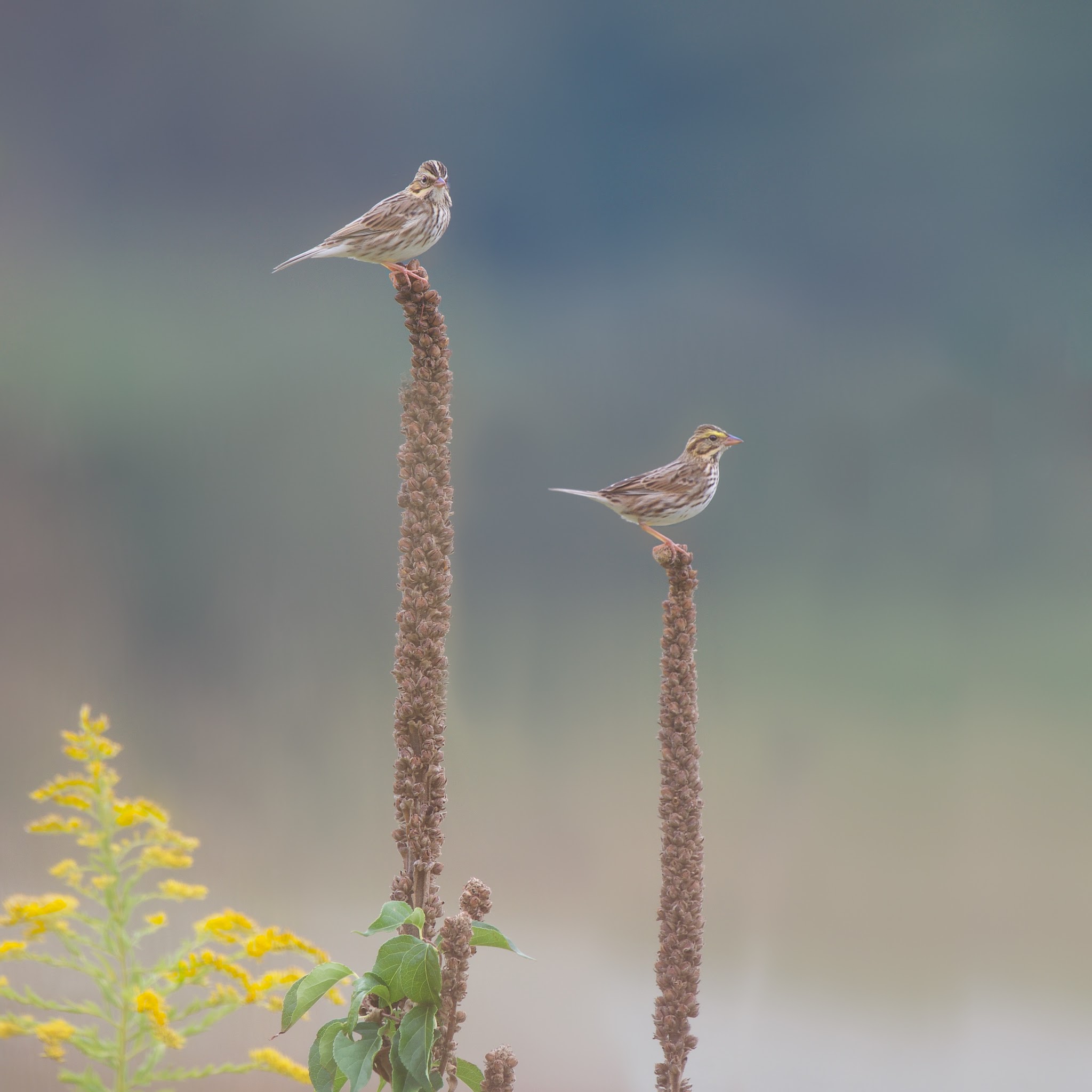 Savannah Sparrows, Mullein and Yellow Jacket in Valley Forge