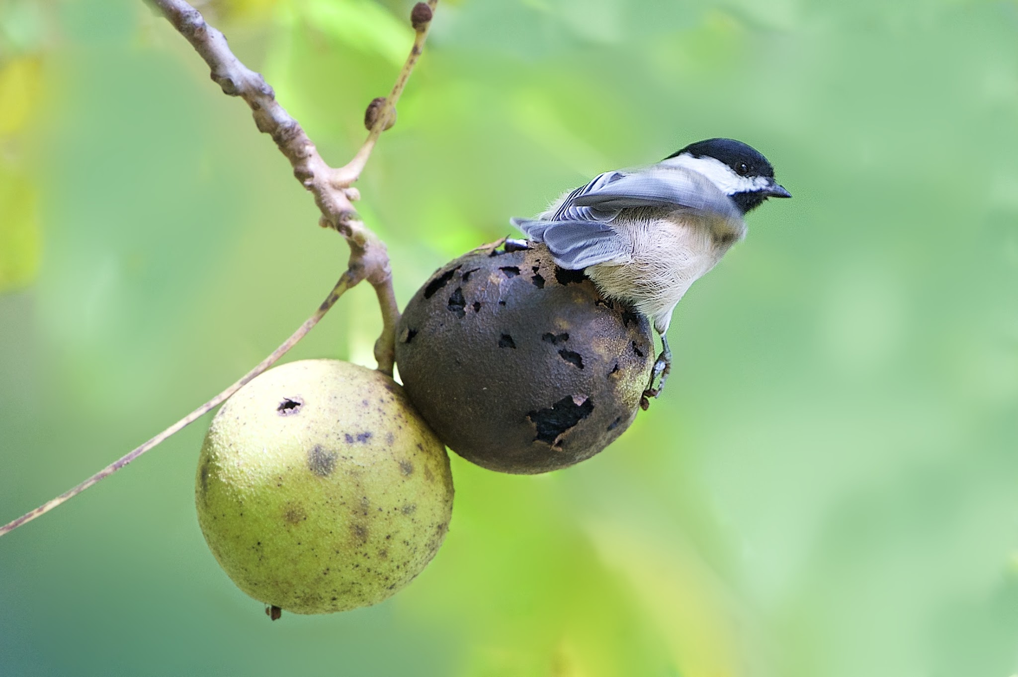 Chickadee Plays “Bouncy Ball” at Eastern College Pond Today