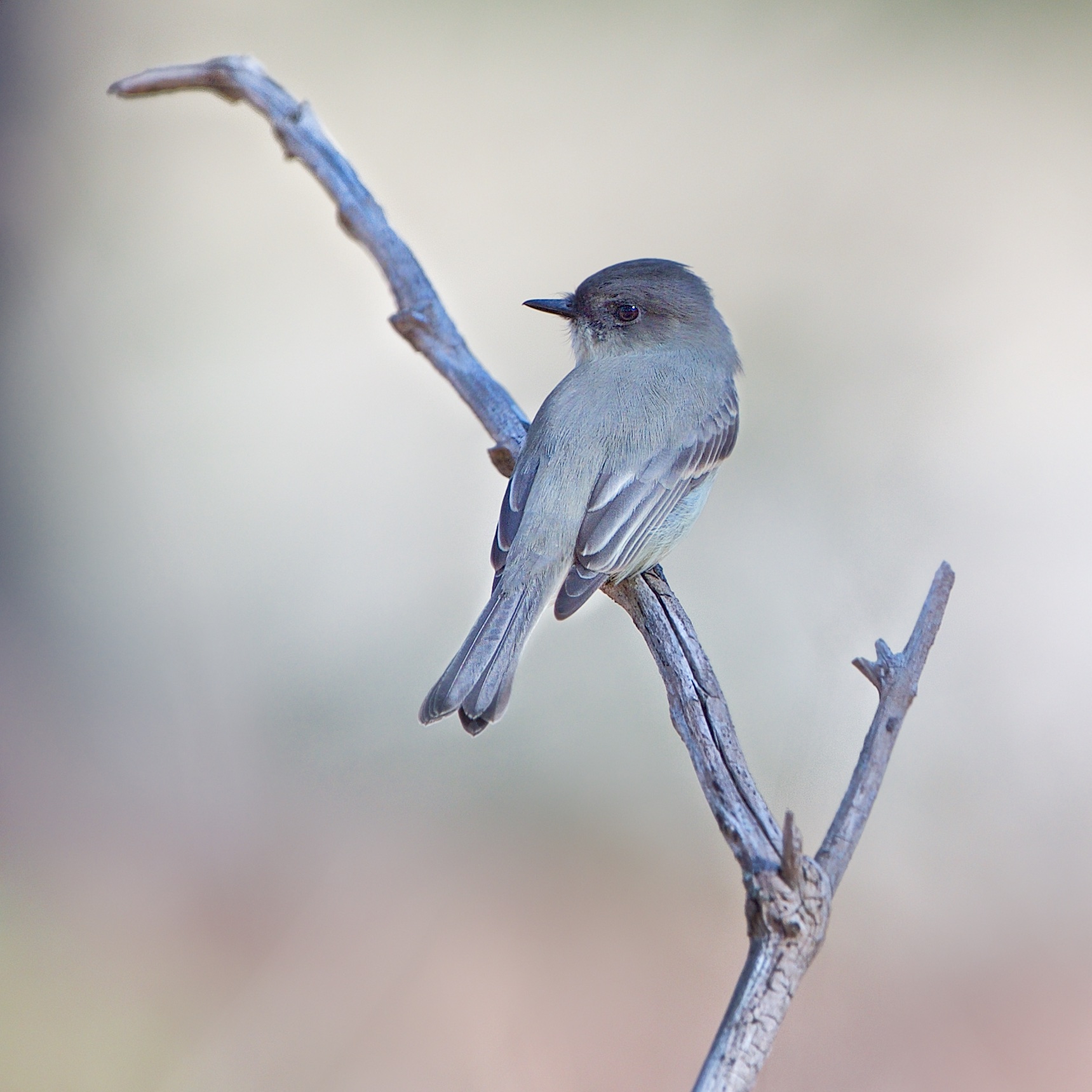 The Eastern Phoebe Flycatcher