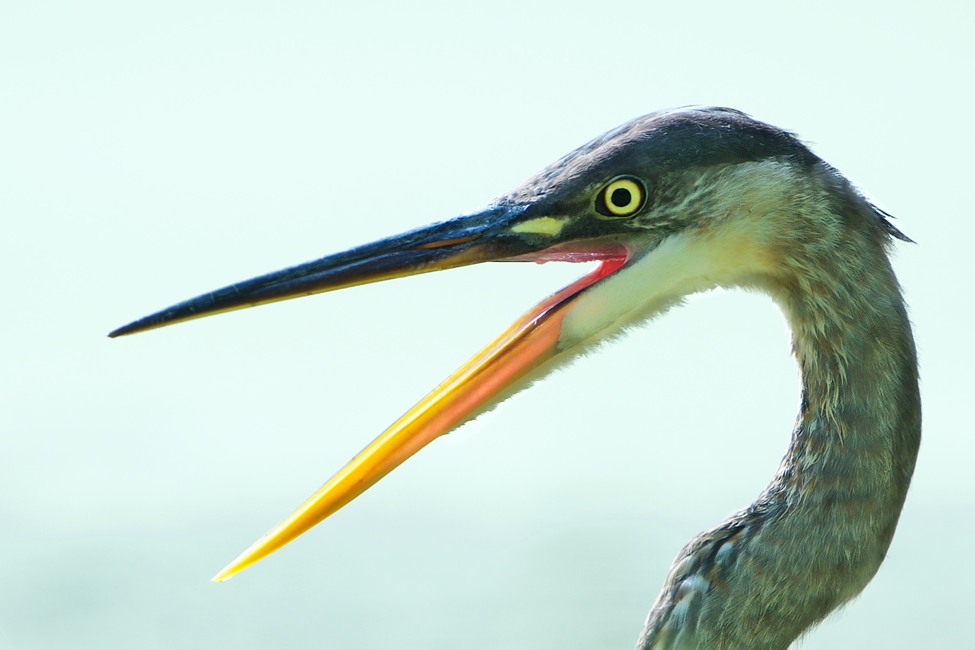 Great Blue Mouth Stretch