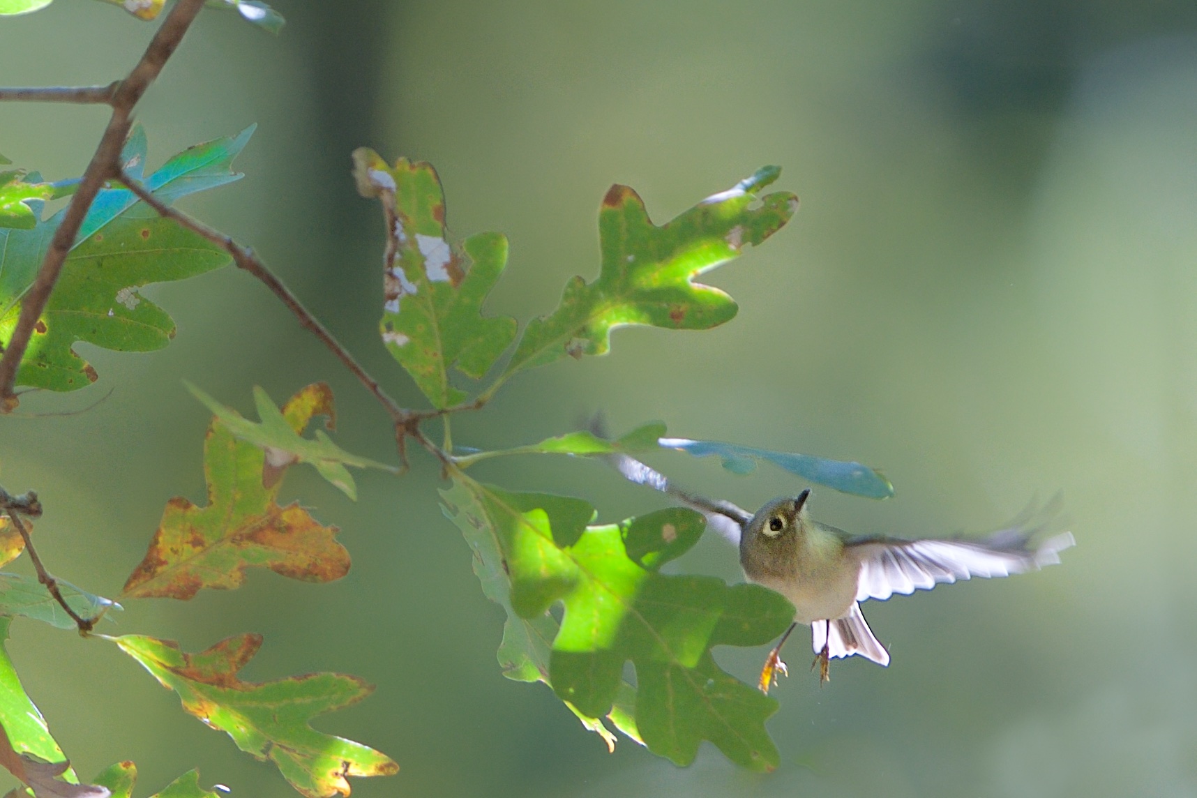 Is That a Spider I See?