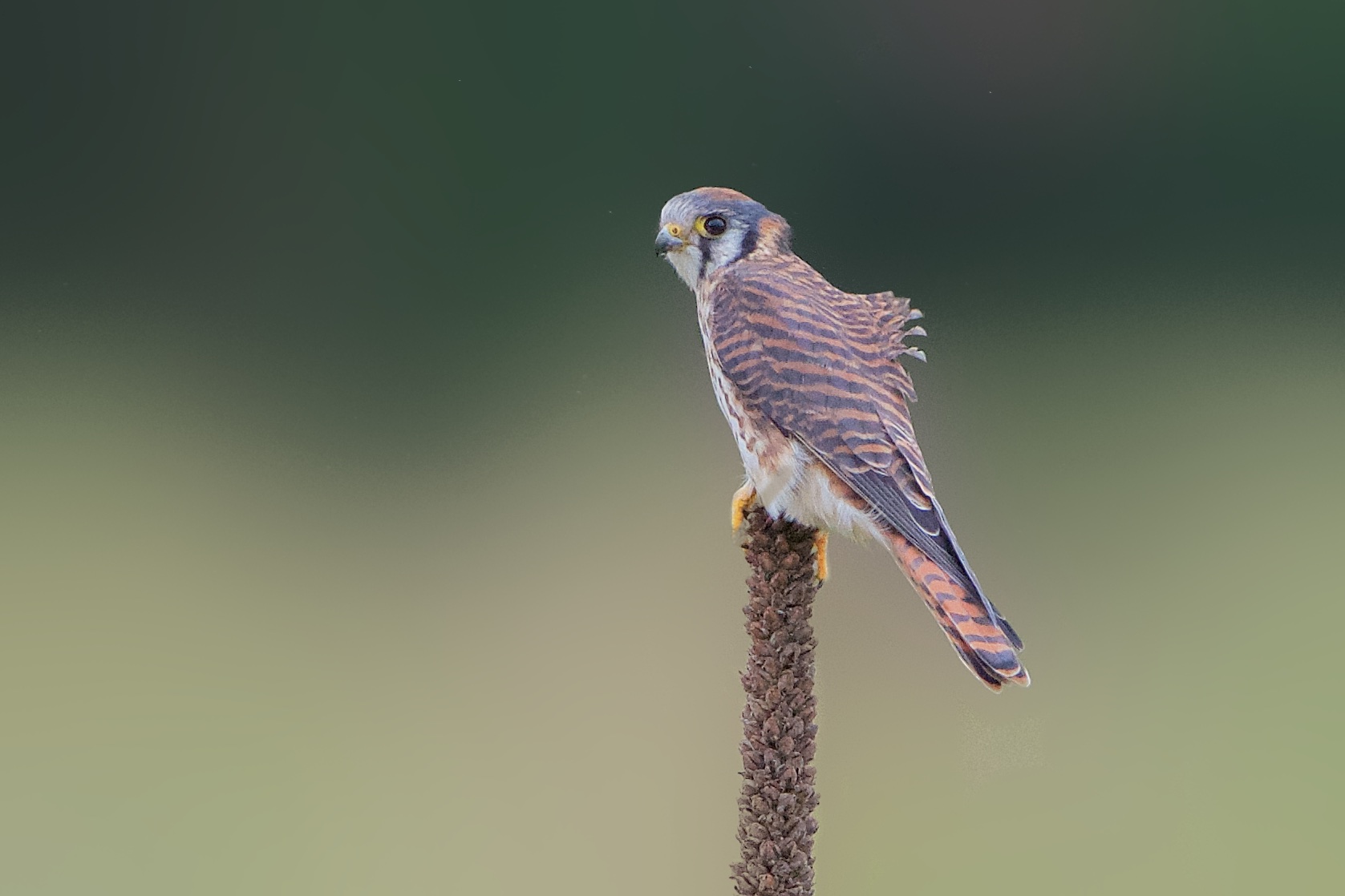 Breezy Morning in Valley Forge