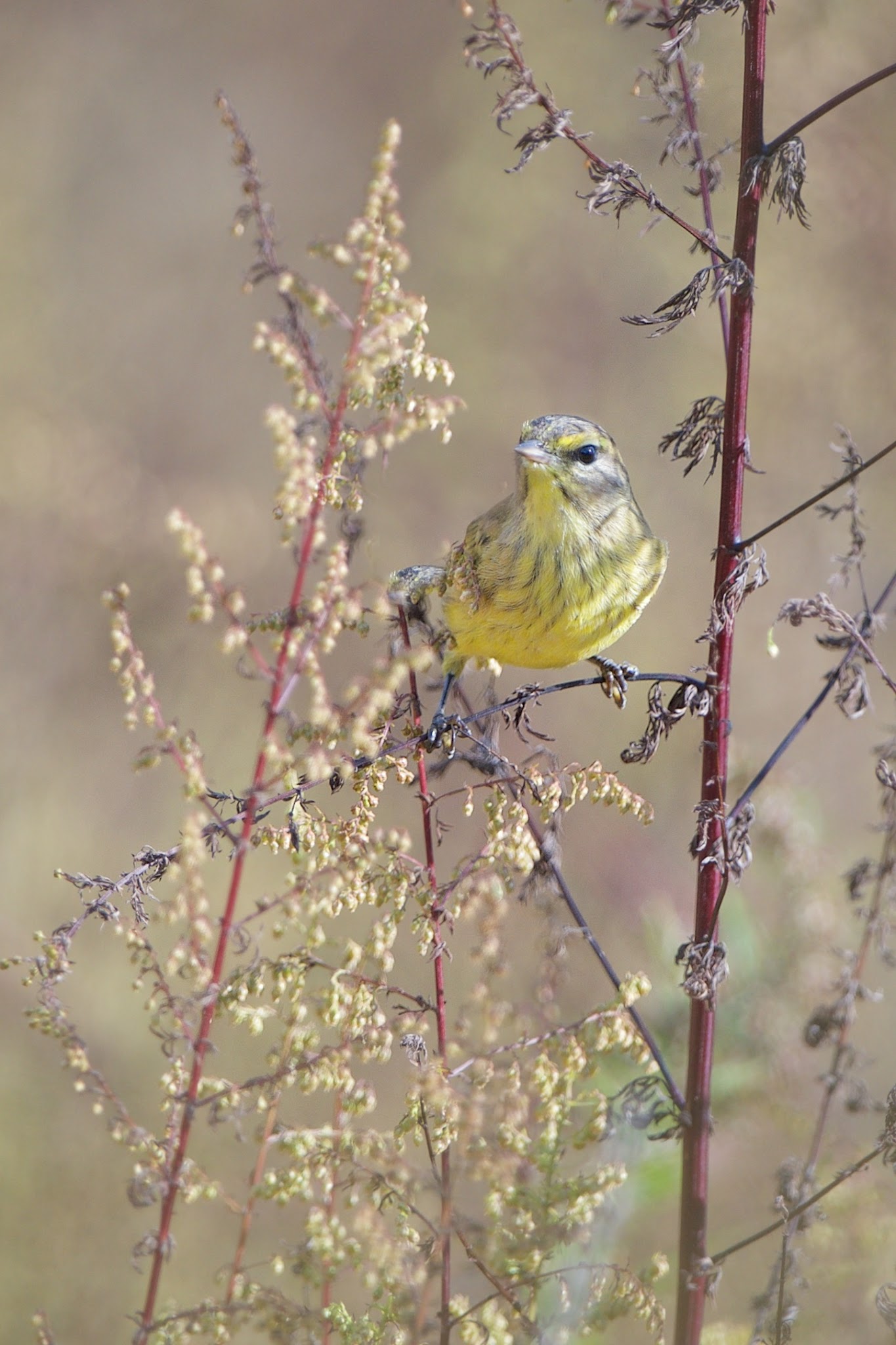 The Beautiful Palm Warbler