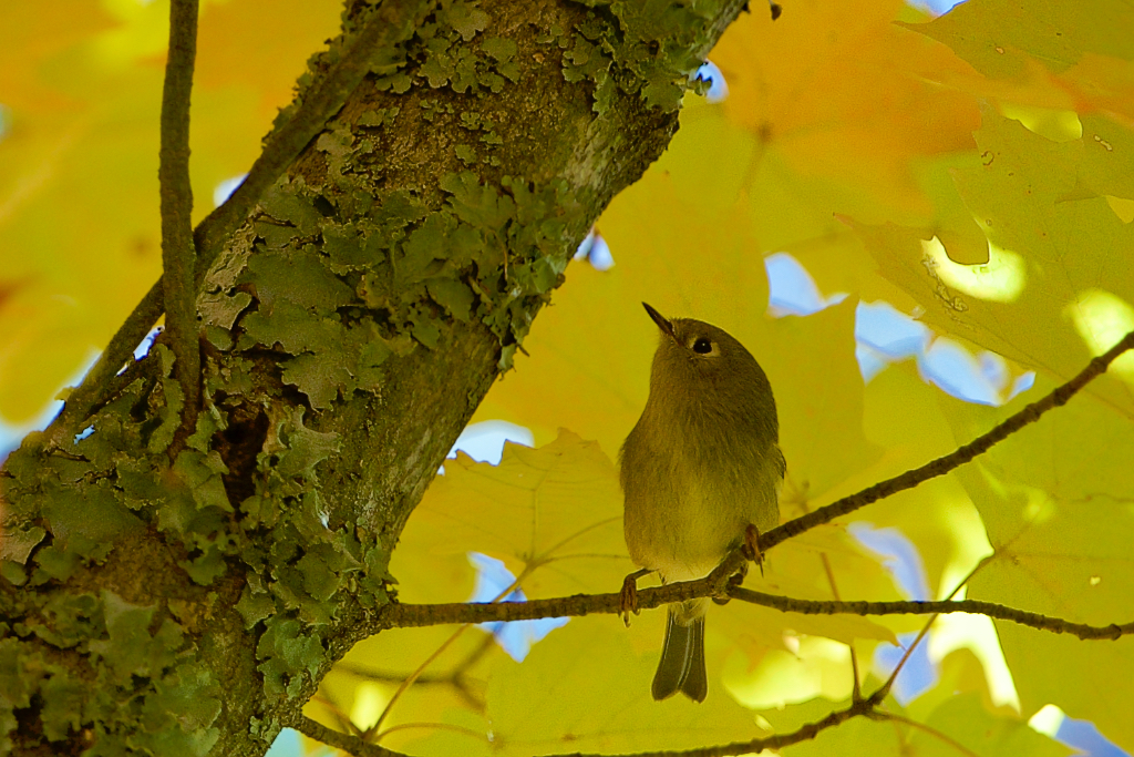 The Little Ruby Crowned Kinglet at Eastern This Morning