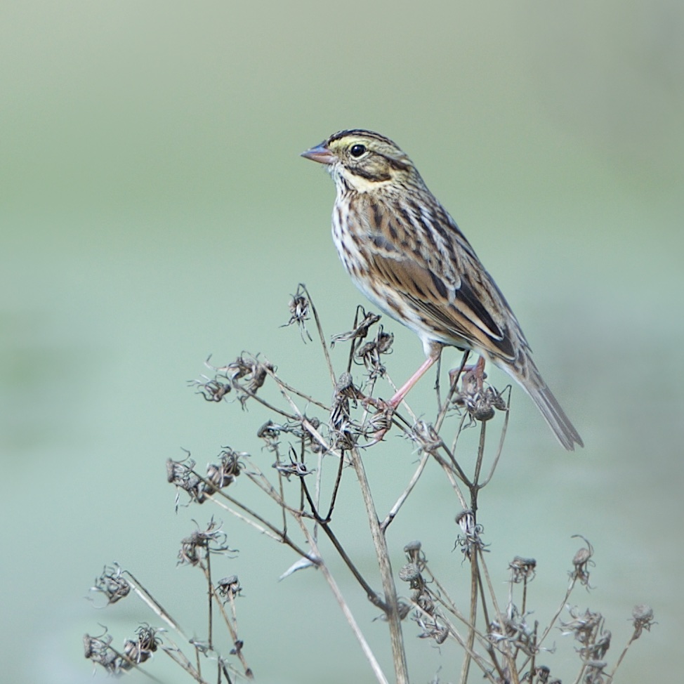 The Lovely Savannah Sparrow in Valley Forge Today