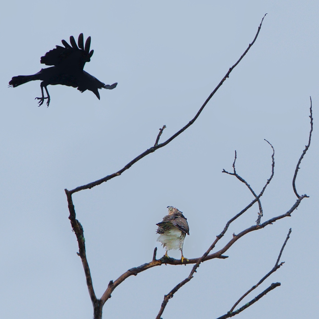 The Hawk and the Crow in the Rain Today in Valley Forge