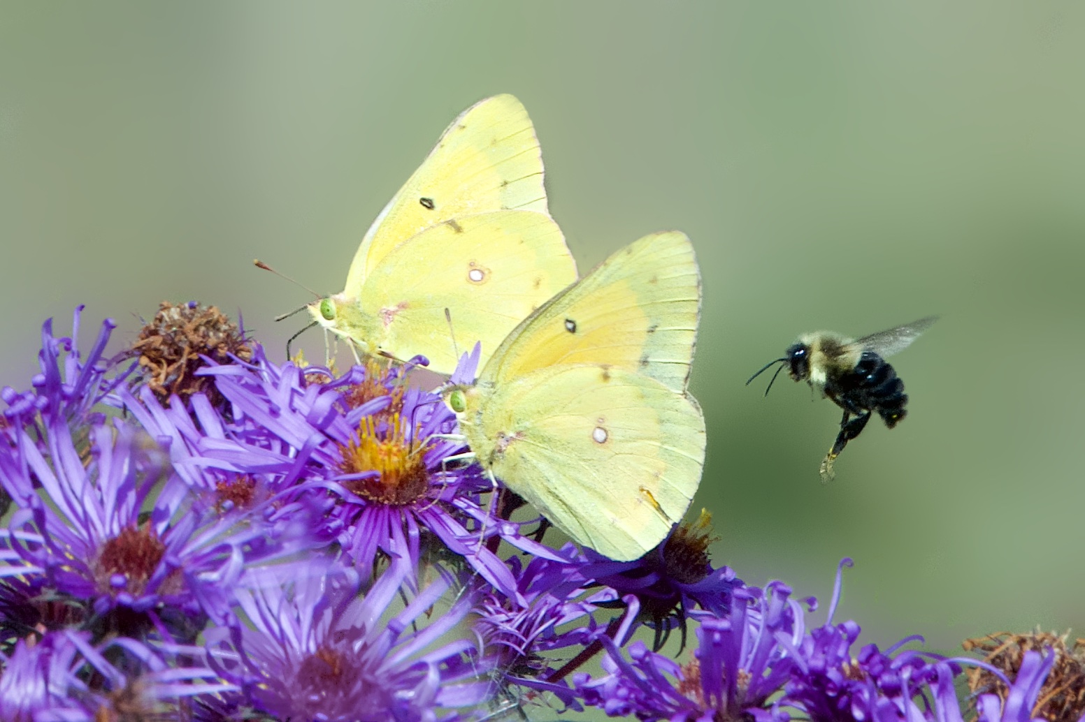 Twos Company Threes a Crowd