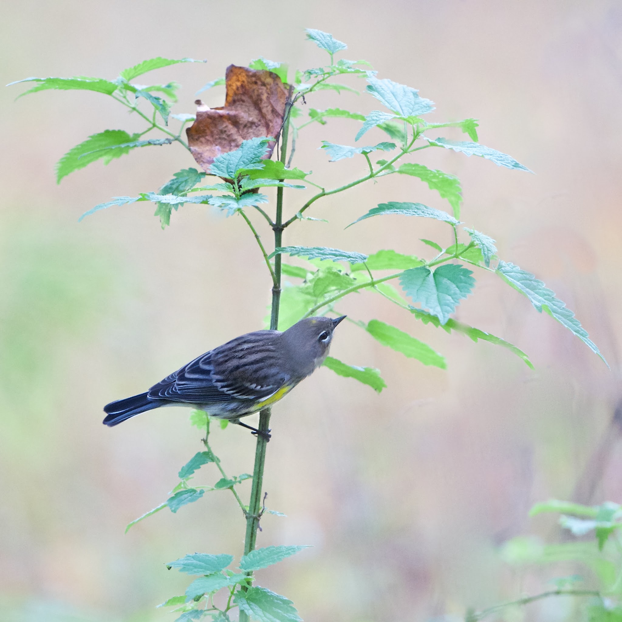 Yellow Rumped Warbler at Valley Forge Today