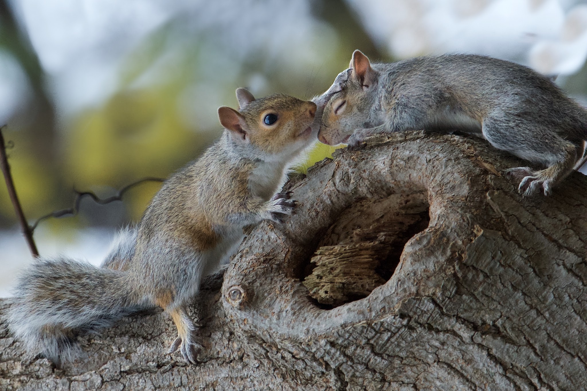 Cutest Squirrels Ever!!