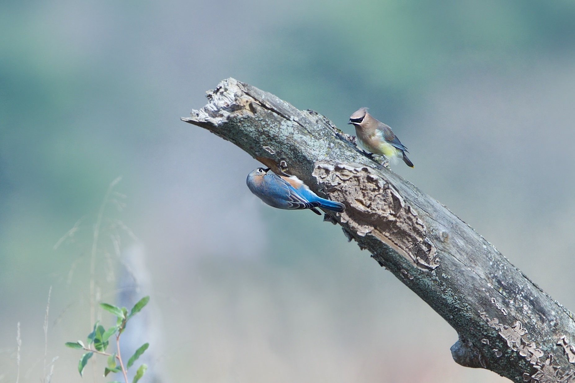 New Friends – Maybe