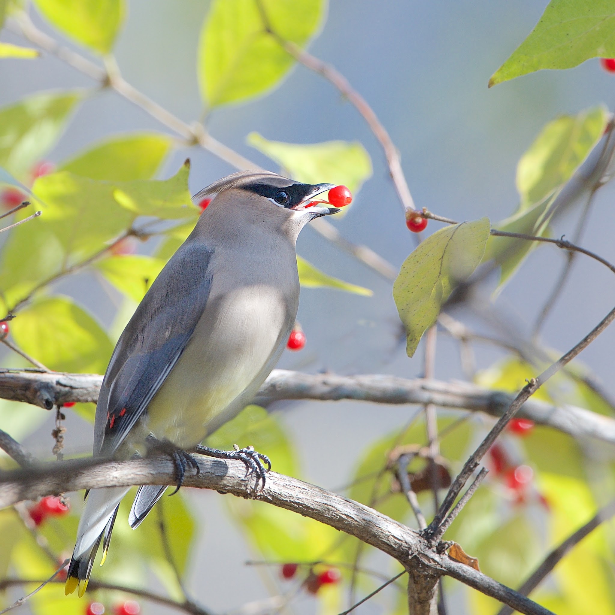 Cedar Waxwing and the Berry in Valley Forge