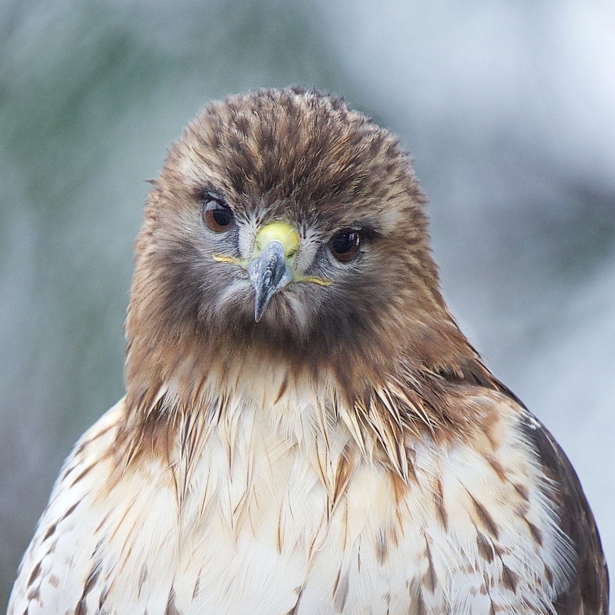 The Little Red Tailed Hawk in The Rain
