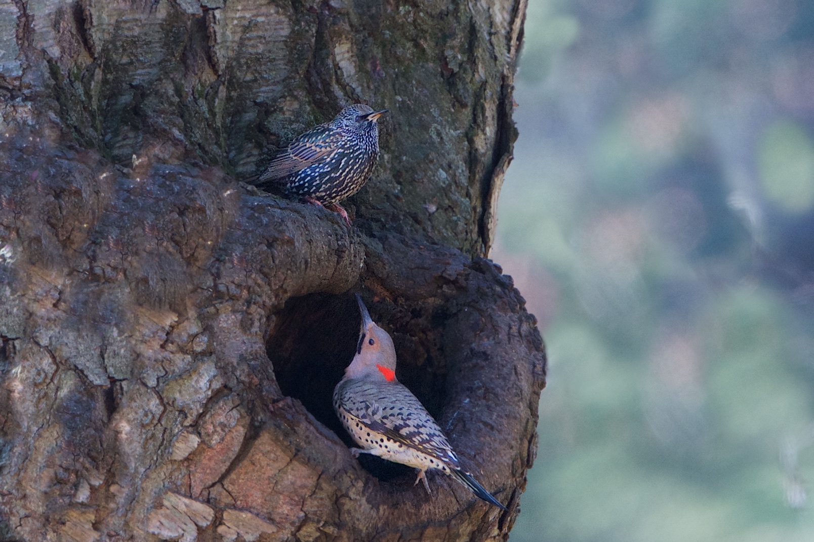 The Starling and The Flicker in Valley Forge Today