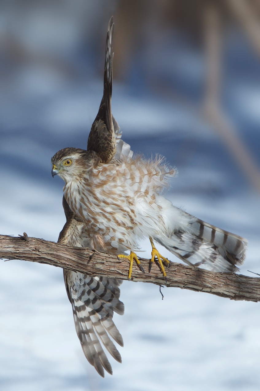 Many Personalities of the Cooper’s Hawk