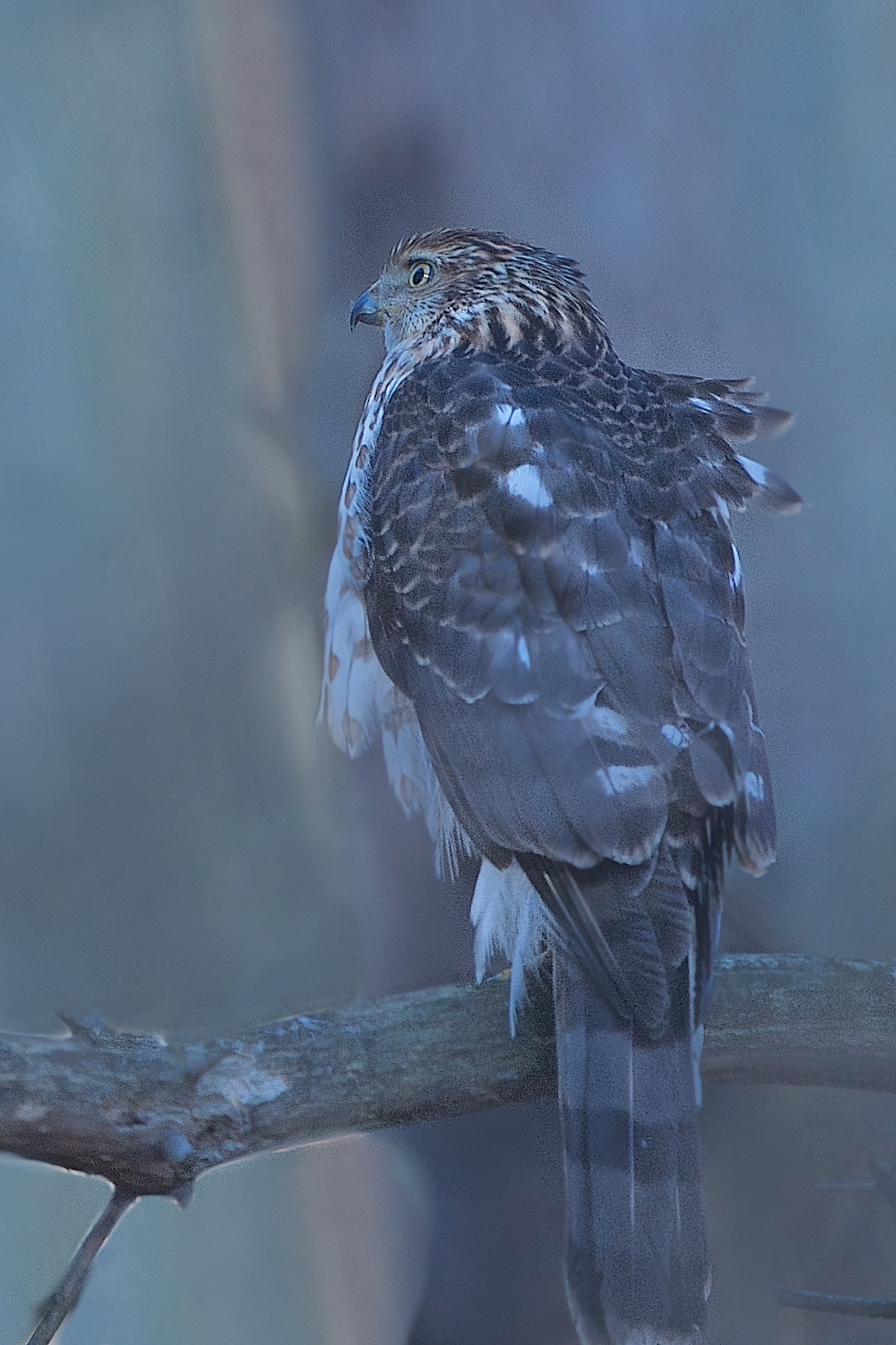 Cooper’s Hawk Ignoring Me in Valley Forge Today