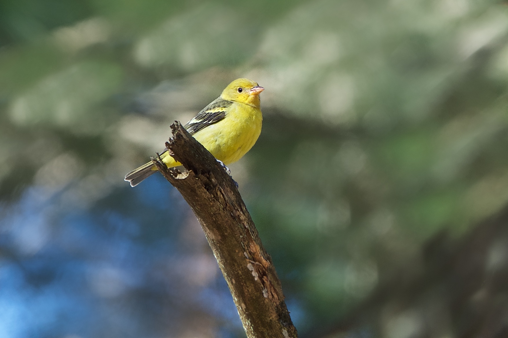 Western Tanager in Valley Forge in January!!