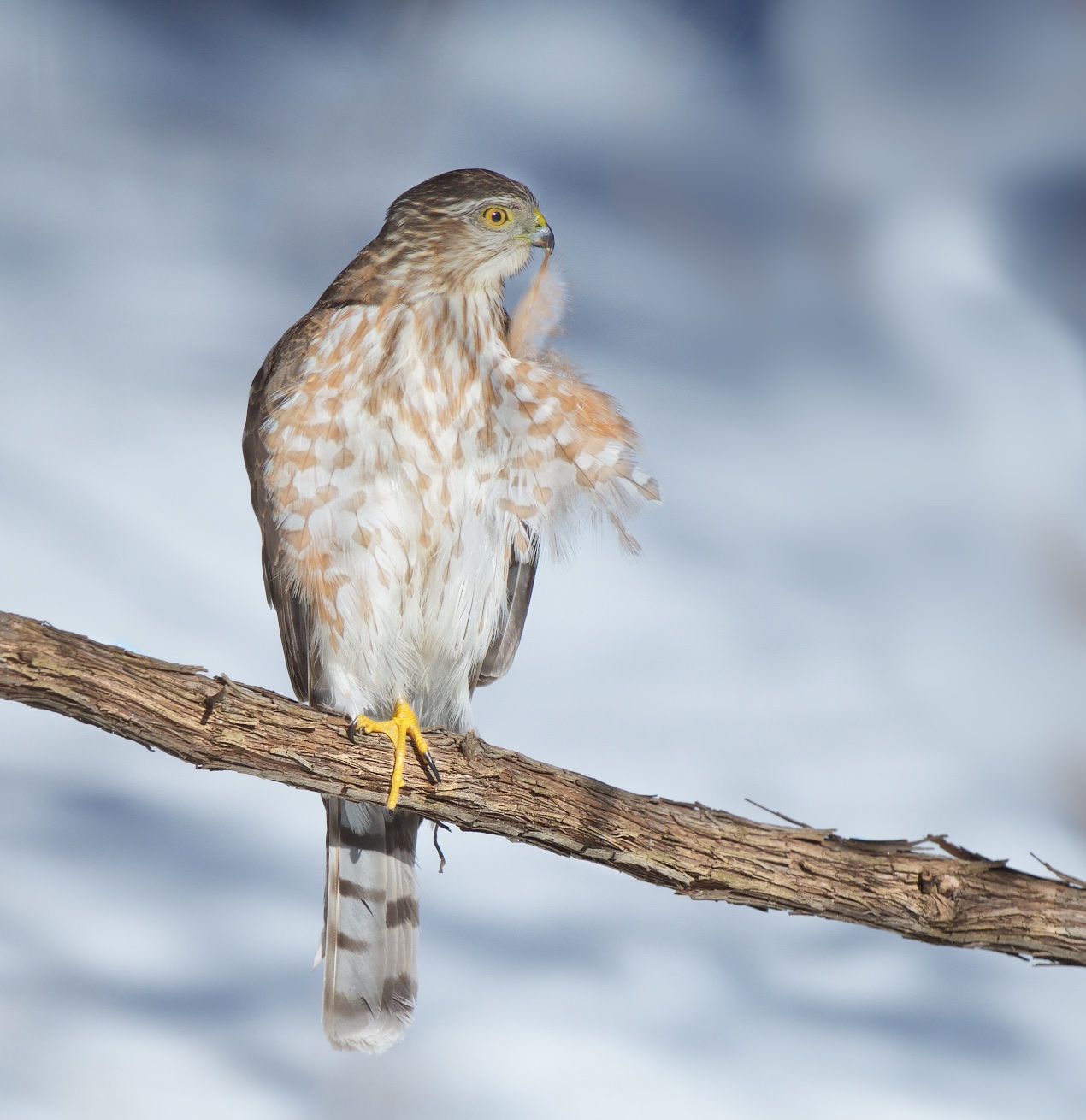 Cooper’s Hawk Preening