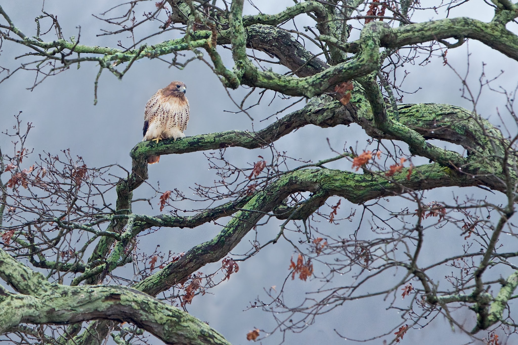 Red Tail in the Rain in Valley Forge Today