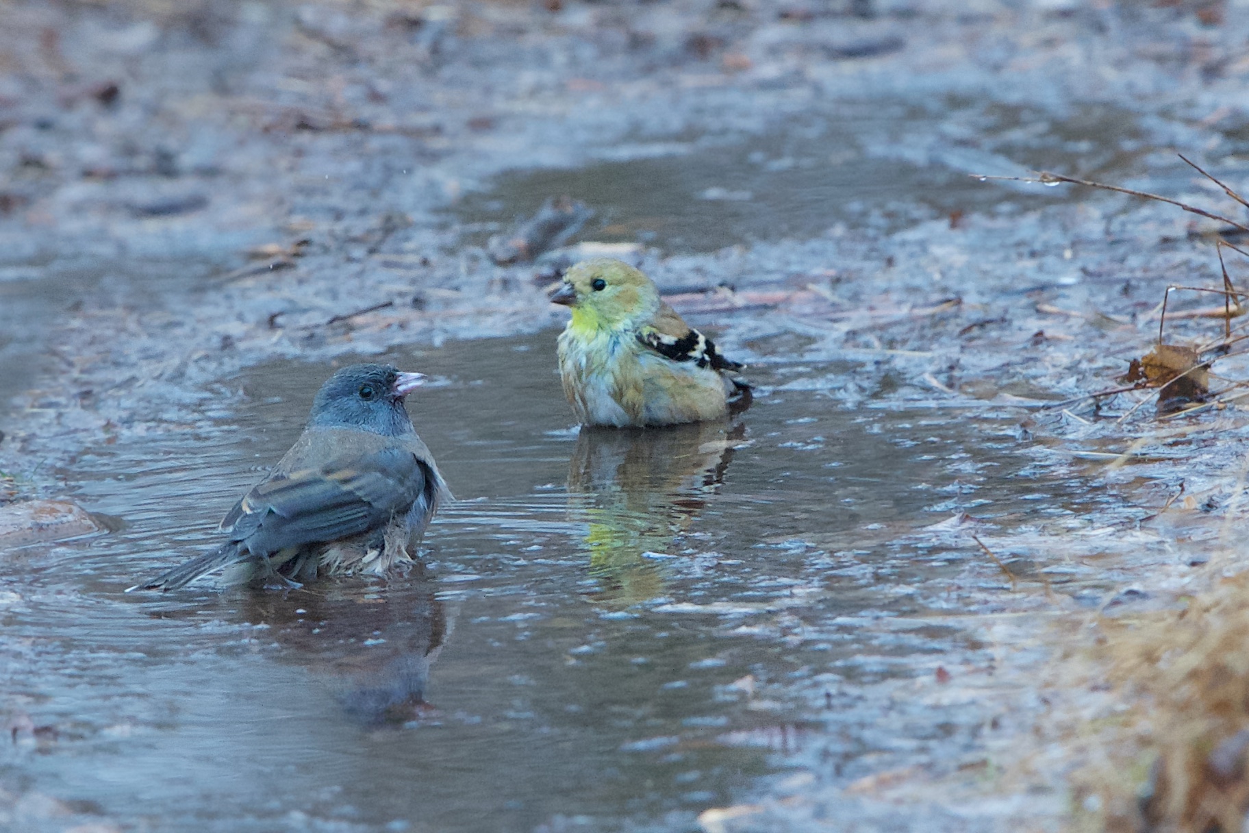 Interracial Bathing