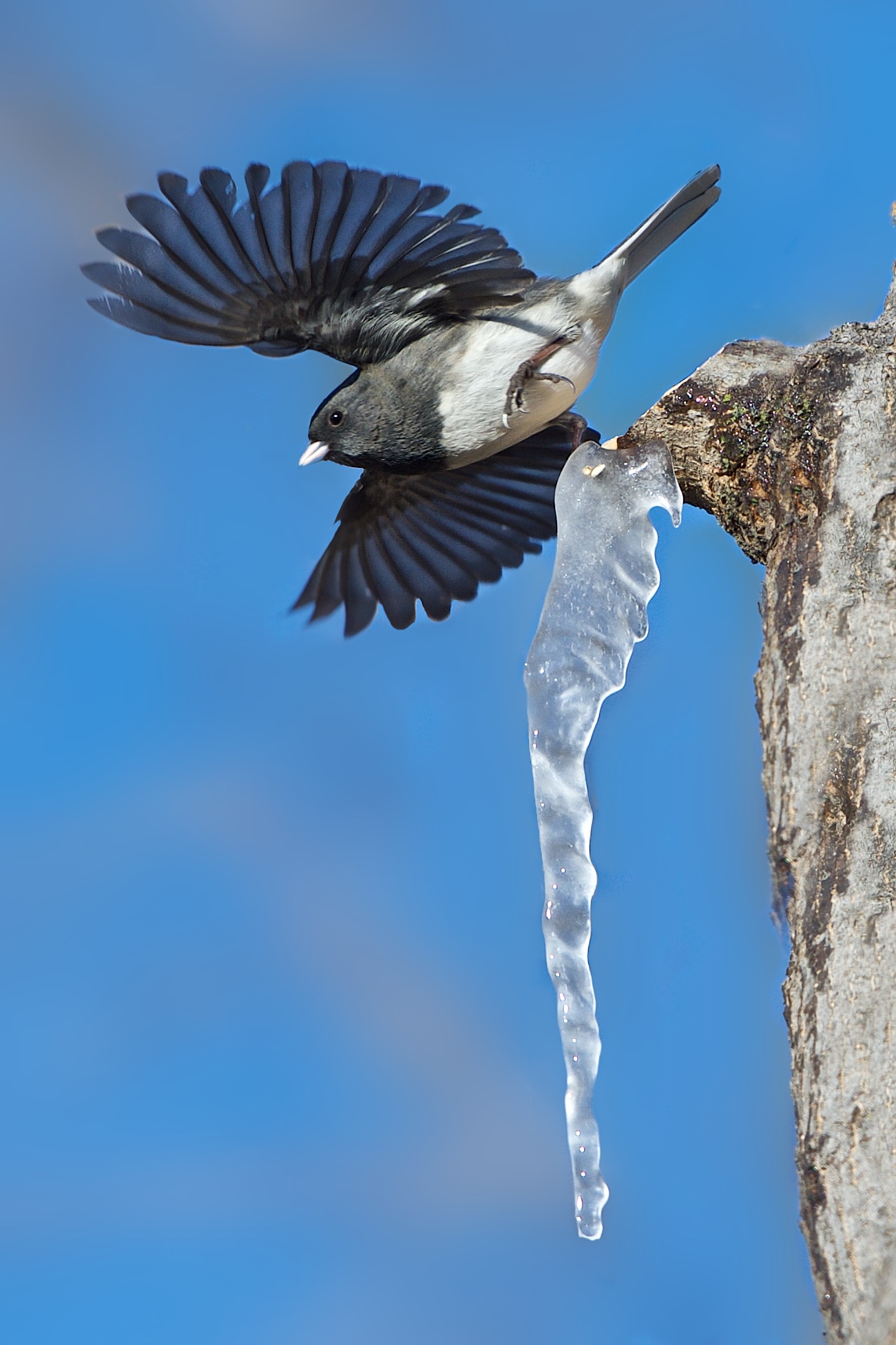 Junco Stuck in an Icicle