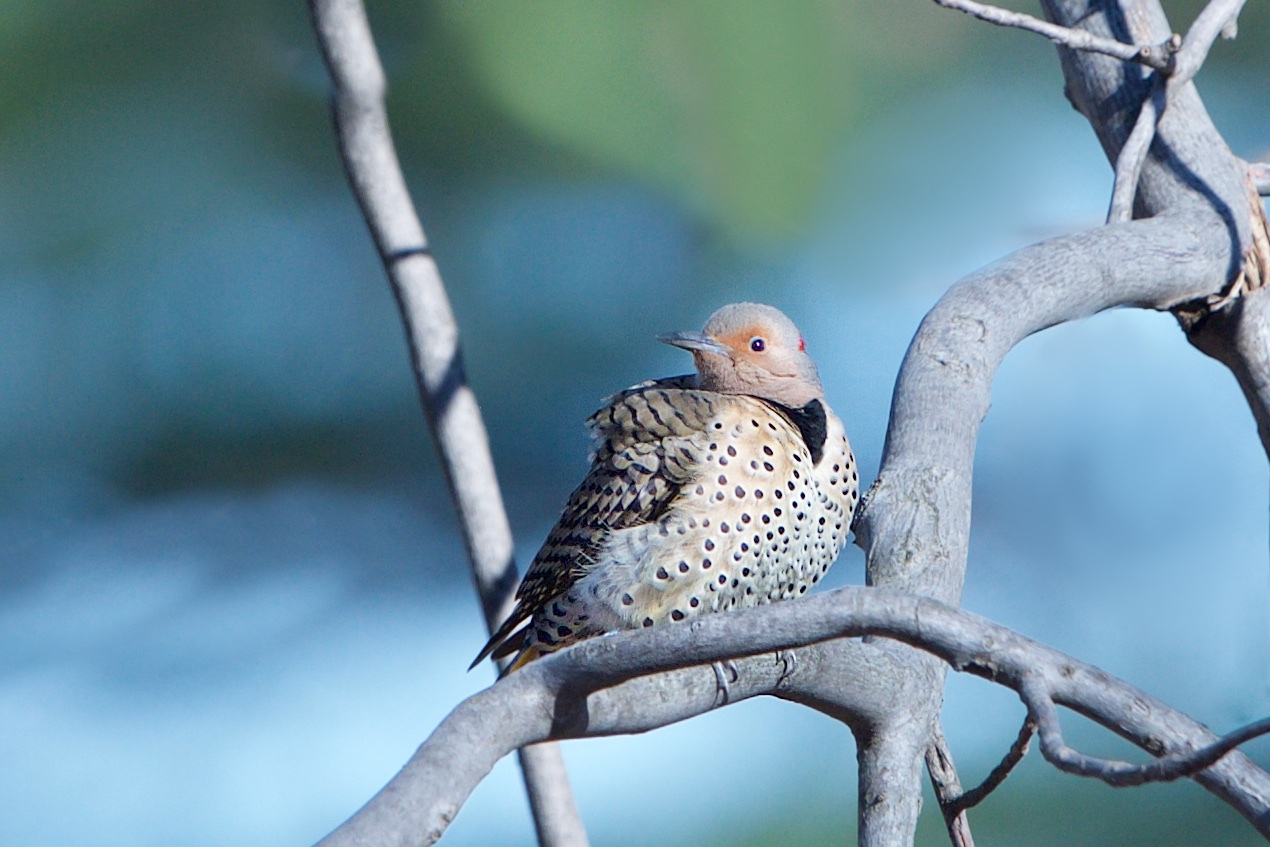 Little Flicker on a Cold Morning in Valley Forge