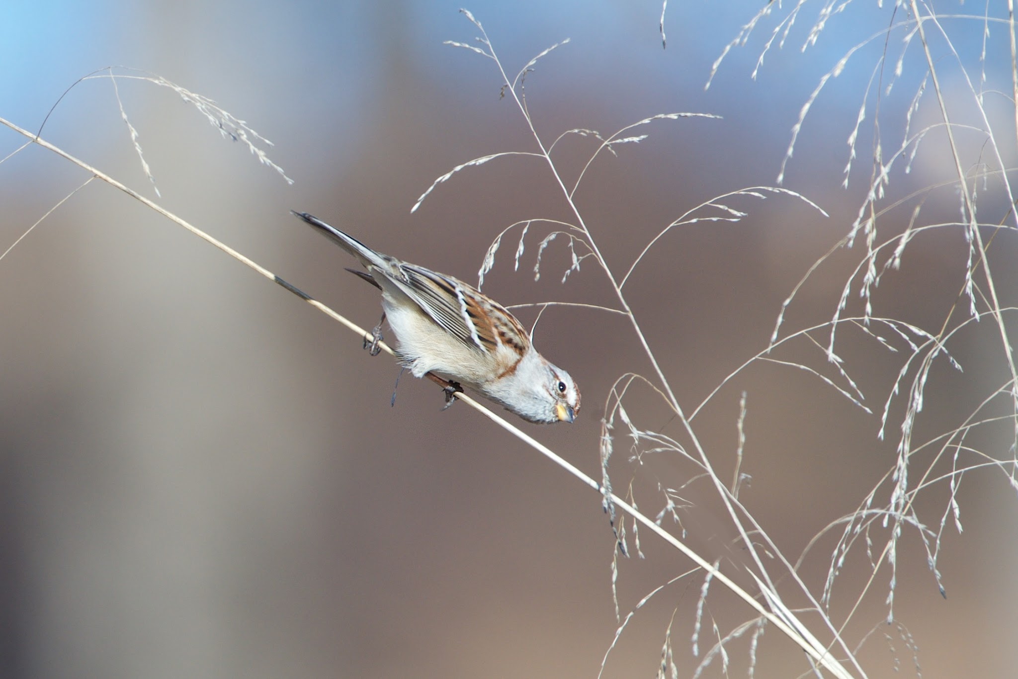 Little Tree Sparrow Smelling the Roses